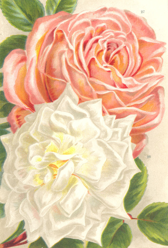 ROSES. Captain Christy; Kaiserin Augusta Victoria 1903 old antique print